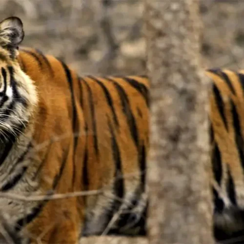 Golden Triangle & Tigers Tour